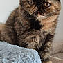 cat, tortoiseshell, fluffy, pet, animal, feline, fur, whiskers, face, ears, paws, blanket, soft, texture, indoor, table, resting, curious, closeup, domestic
