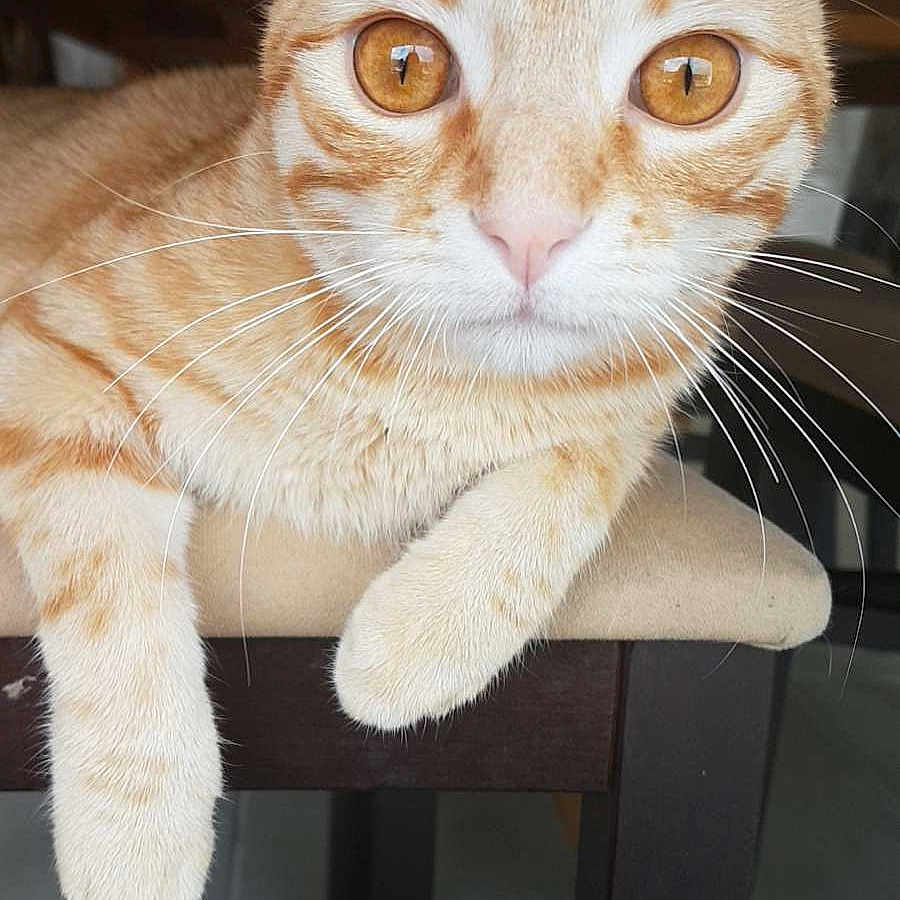 Simba