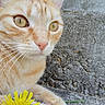 cat, orange_tabby, close_up, yellow_eyes, whiskers, flower, dandelion, concrete, outdoor, nature, pet, fur, curious, animal, macro, portrait, resting, soft_fur, yellow