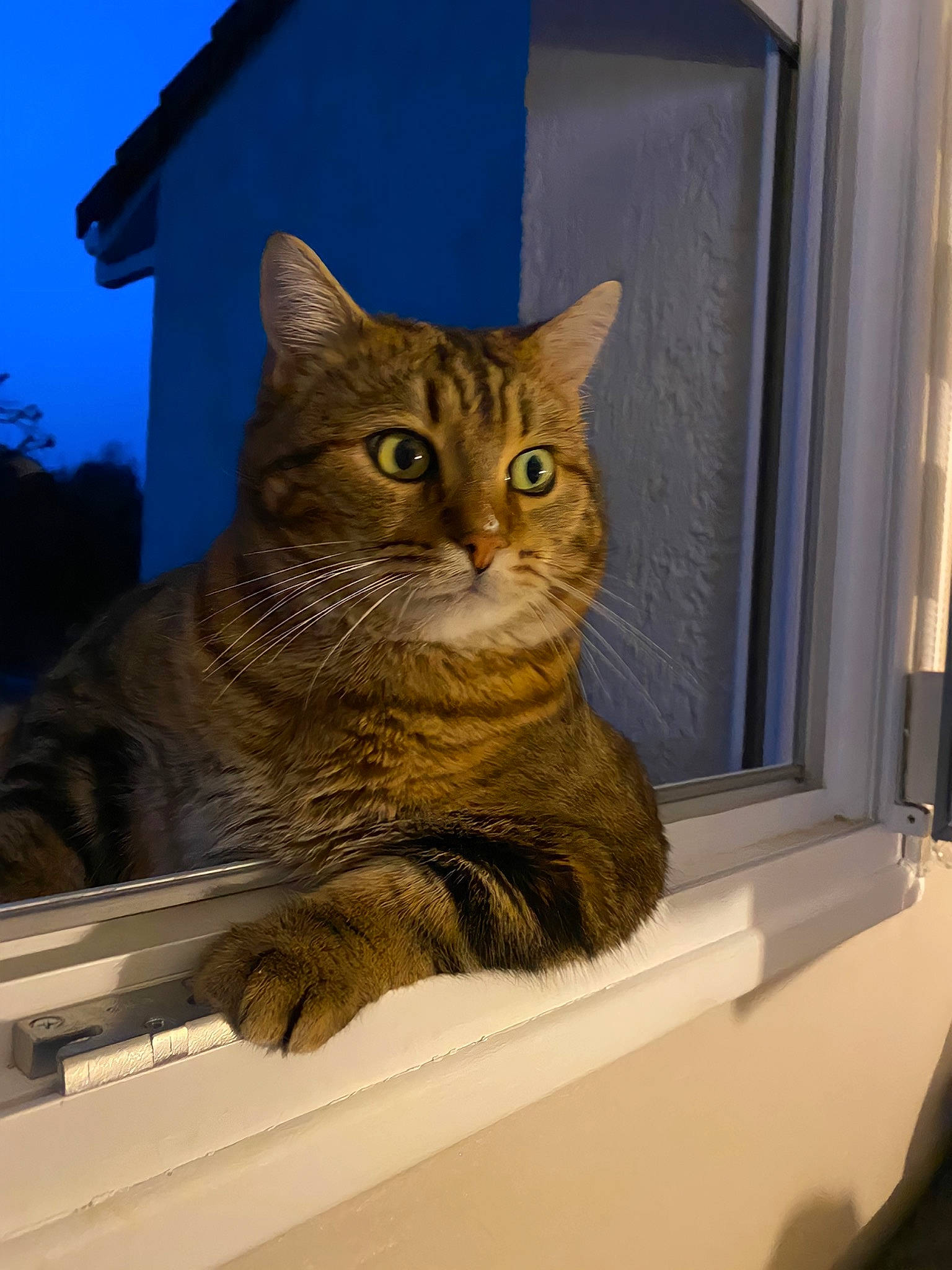 Joker participe au concours pour gagner de l'argent avec cette photo : art, carnivore, cat, domestic_short_haired_cat, door, fawn, felidae, fur, pet_supply, rectangle, sky, small_to_medium_sized_cats, snout, tail, tree, whiskers, window, wood