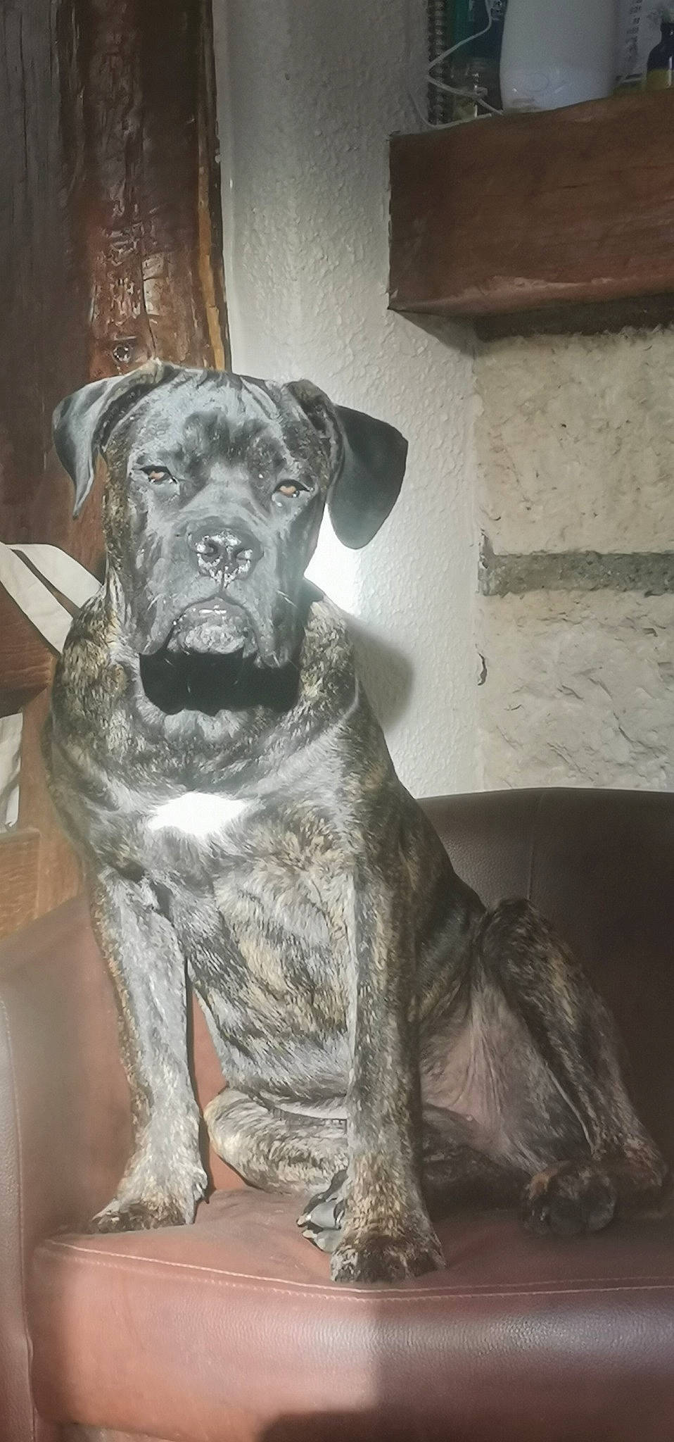 Nelson a rejoint le concours — aidez-le/la à gagner de superbes lots ! art, canidae, carnivore, companion_dog, couch, dog, dog_breed, fawn, fur, grey, guard_dog, monochrome, monochrome_photography, puppy, snout, sporting_group, toy_dog, whiskers, working_animal, working_dog