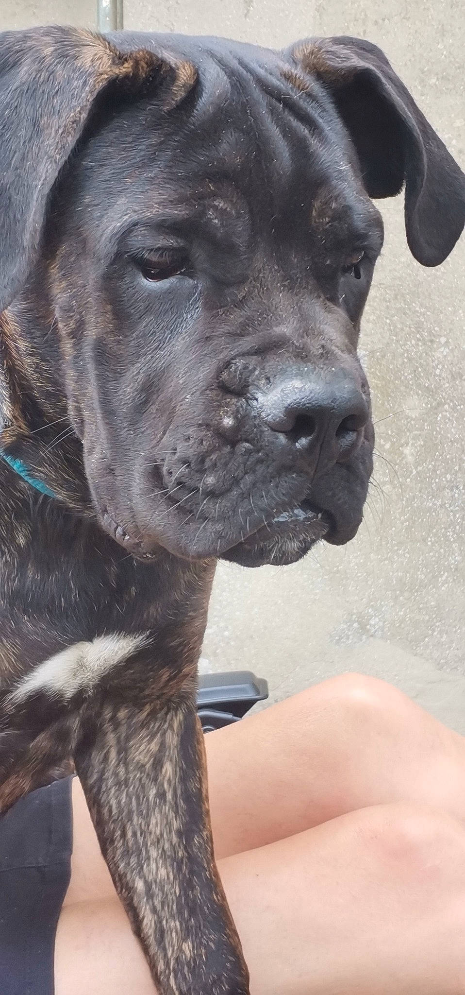 Nelson participe au concours pour gagner de l'argent avec cette photo : borador, canidae, carnivore, collar, companion_dog, dog, dog_breed, dog_collar, electric_blue, fawn, fur, gun_dog, liver, non_sporting_group, snout, sporting_group, terrestrial_animal, whiskers, working_animal, working_dog