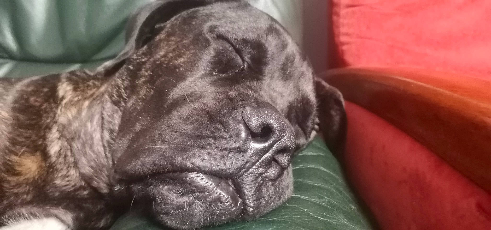 Nelson participe au concours pour gagner de l'argent avec cette photo : bulldog, canidae, carnivore, comfort, companion_dog, dog, dog_breed, fawn, fur, guard_dog, gun_dog, liver, molosser, pug, snout, sporting_group, terrestrial_animal, whiskers, working_animal, wrinkle