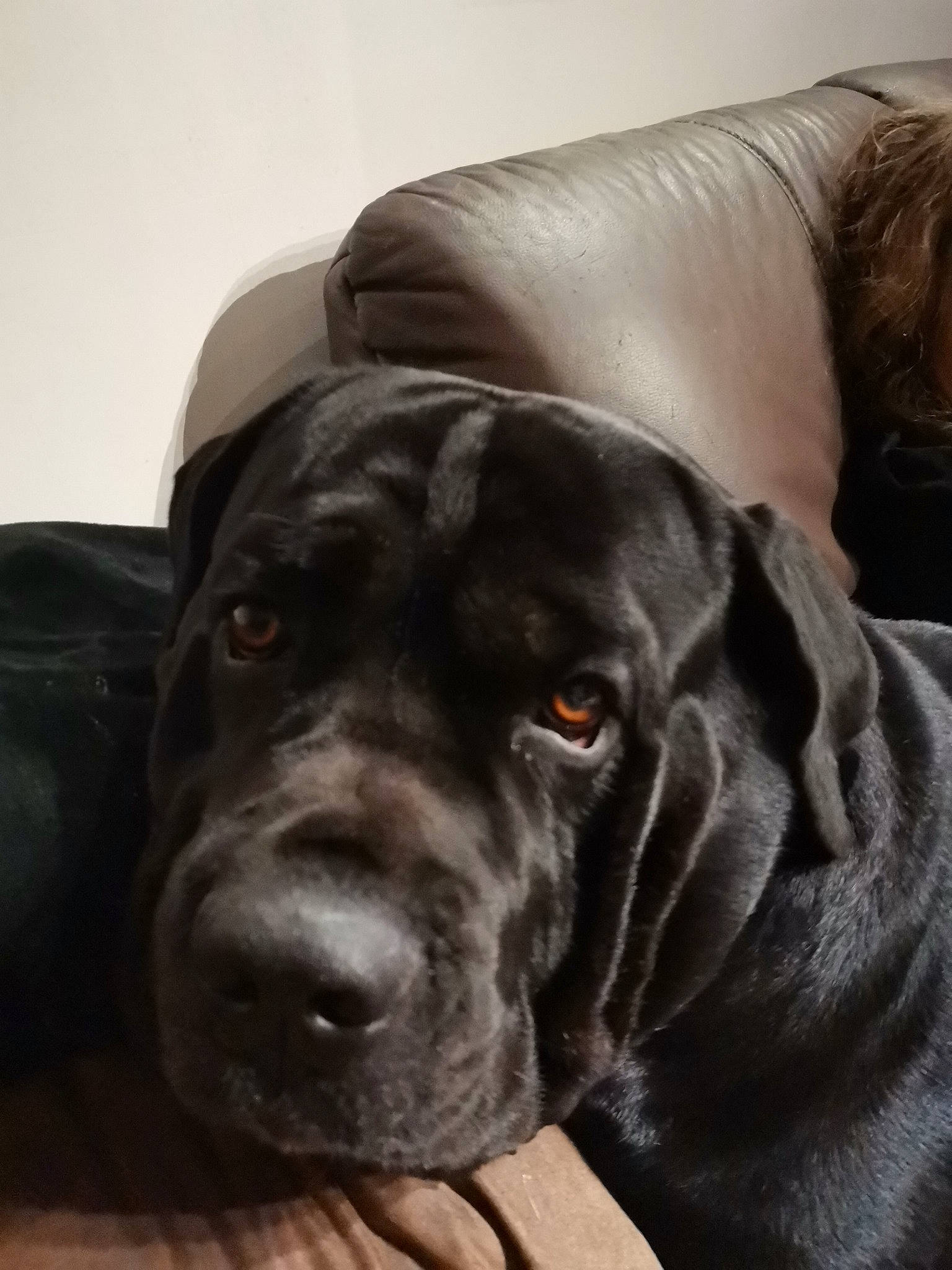 Nemo a rejoint le concours — aidez-le/la à gagner de superbes lots ! black, canidae, carnivore, comfort, companion_dog, dog, dog_breed, fur, guard_dog, gun_dog, iris, mammal, retriever, skin, snout, sporting_group, whiskers, working_animal, working_dog