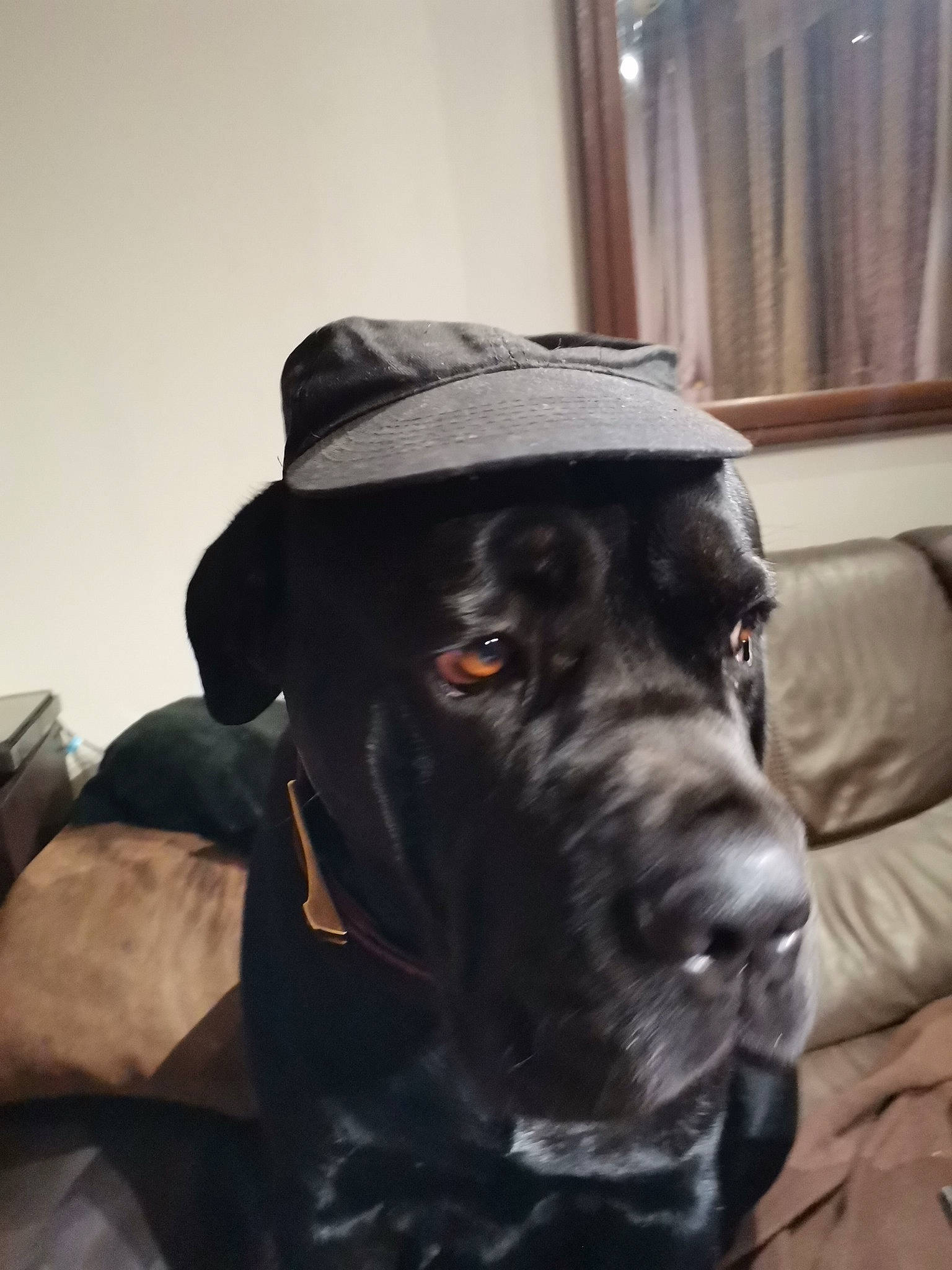 Nemo a rejoint le concours — aidez-le/la à gagner de superbes lots ! canidae, carnivore, collar, companion_dog, couch, curtain, dog, dog_breed, dog_collar, fur, gun_dog, labrador_retriever, liver, mammal, retriever, snout, sporting_group, whiskers, working_animal, working_dog