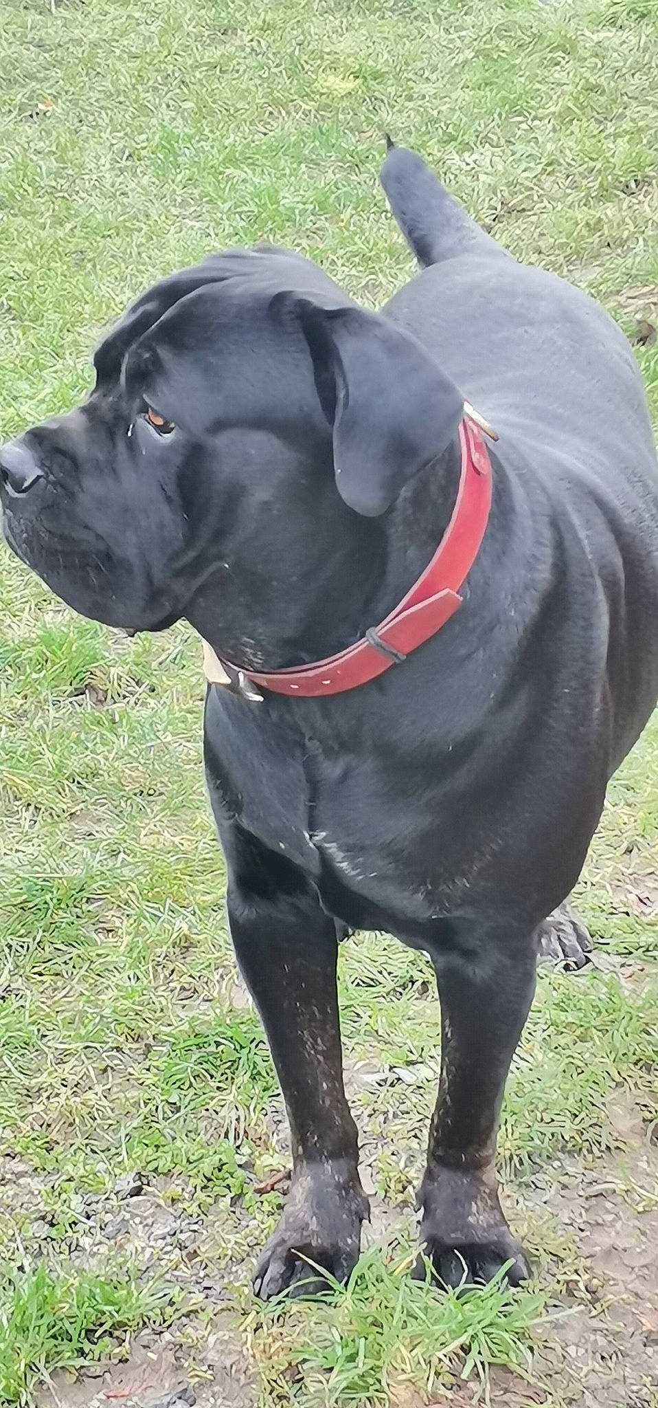 Nemo participe au concours pour gagner de l'argent avec cette photo : black, borador, canidae, carnivore, collar, companion_dog, dog, dog_breed, dog_collar, guard_dog, hunting_dog, leash, liver, mammal, snout, sporting_group, tail, terrestrial_animal, working_animal, working_dog