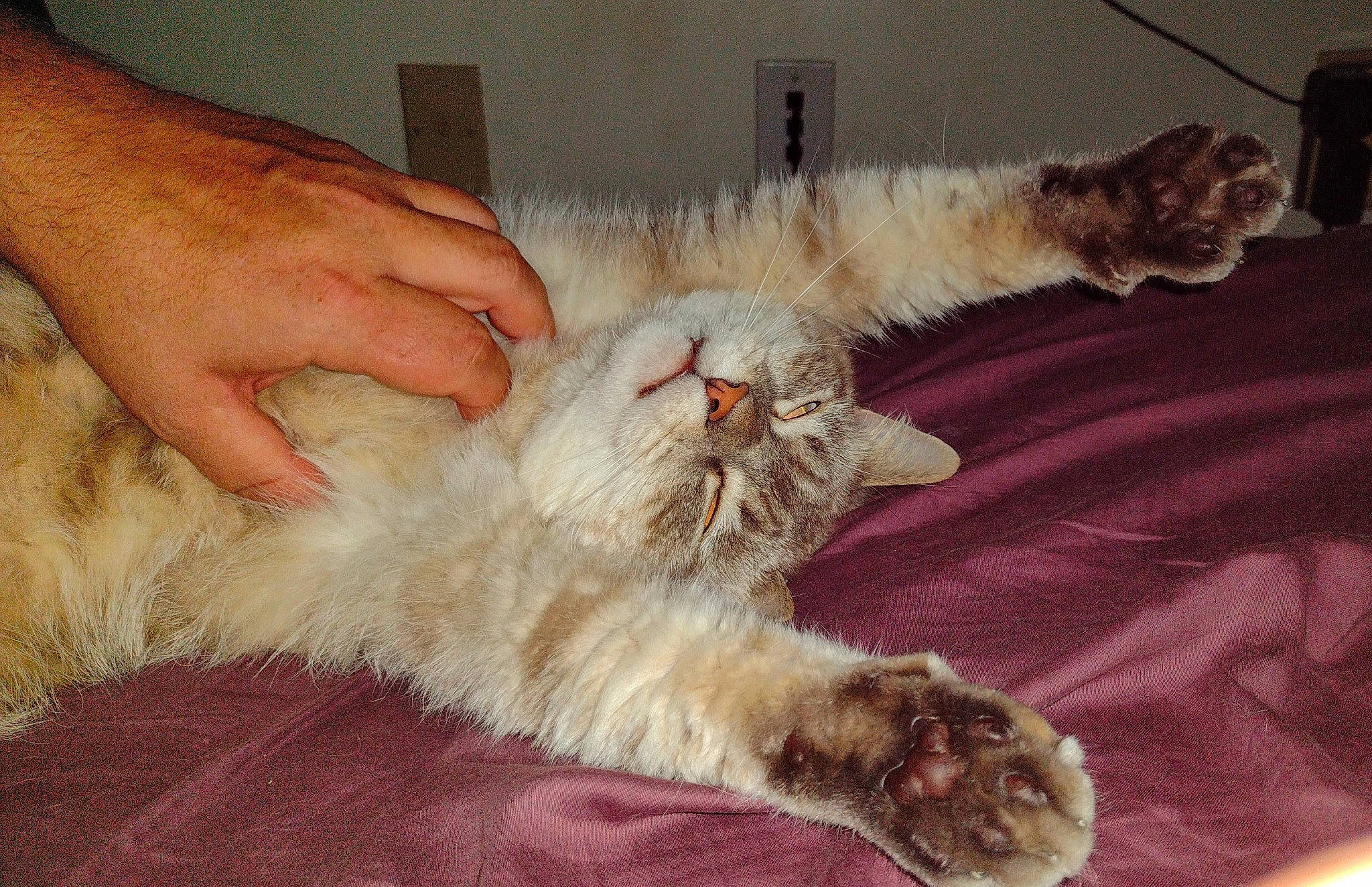 Whiskers is registered to the contest to win money with this photo: carnivore, cat, claw, comfort, companion_dog, domestic_short_haired_cat, fawn, felidae, flooring, fur, lap, nail, paw, persian, small_to_medium_sized_cats, tail, whiskers