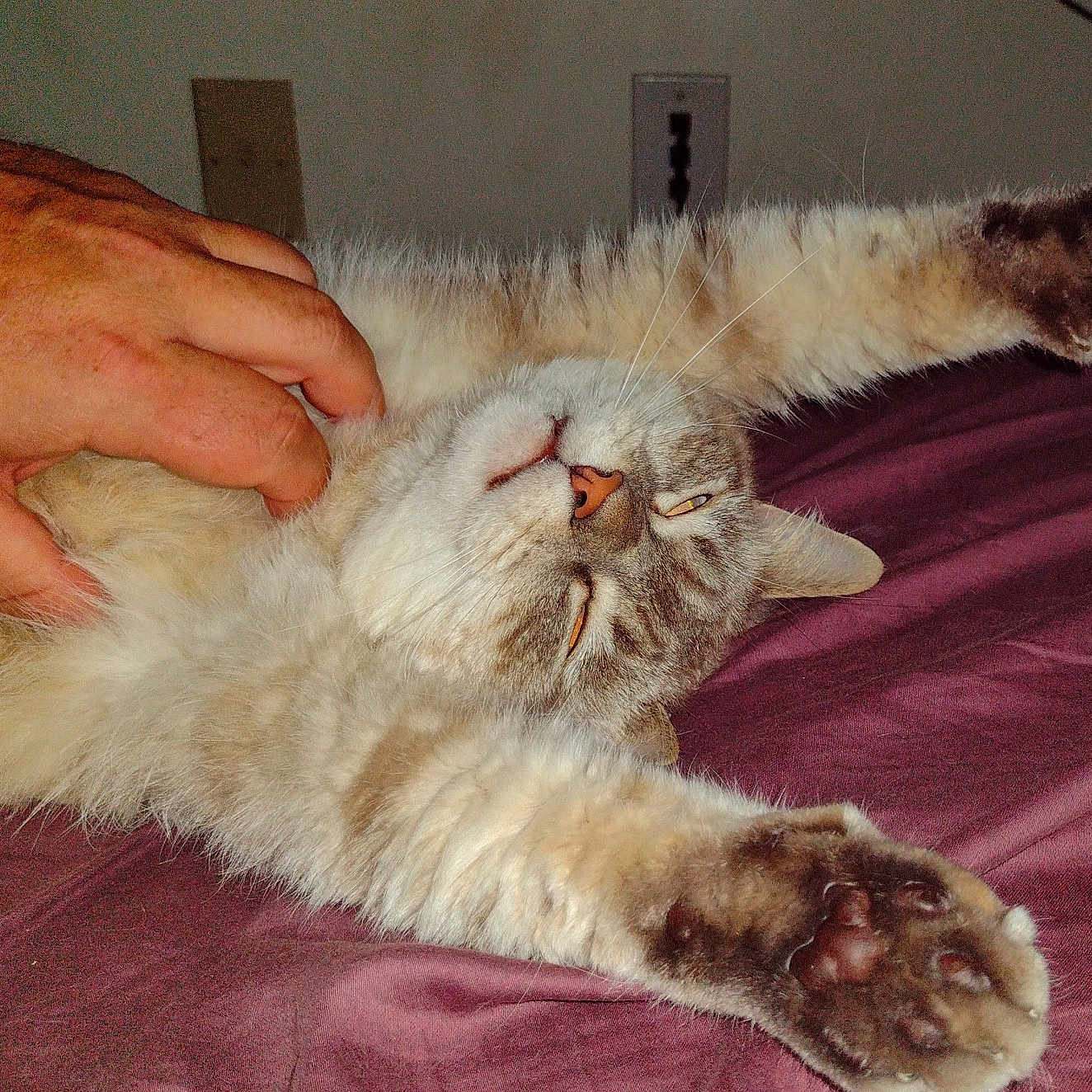 Whiskers