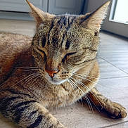Chouchou participe au concours pour gagner de l'argent avec cette photo : animal, cat, closeup, cute, domestic, ears, feline, floor, indoor, light, mammal, peaceful, pet, relaxing, resting, sleeping, striped, tabby, whiskers, window