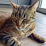animal, cat, closeup, cute, domestic, ears, feline, floor, indoor, light, mammal, peaceful, pet, relaxing, resting, sleeping, striped, tabby, whiskers, window