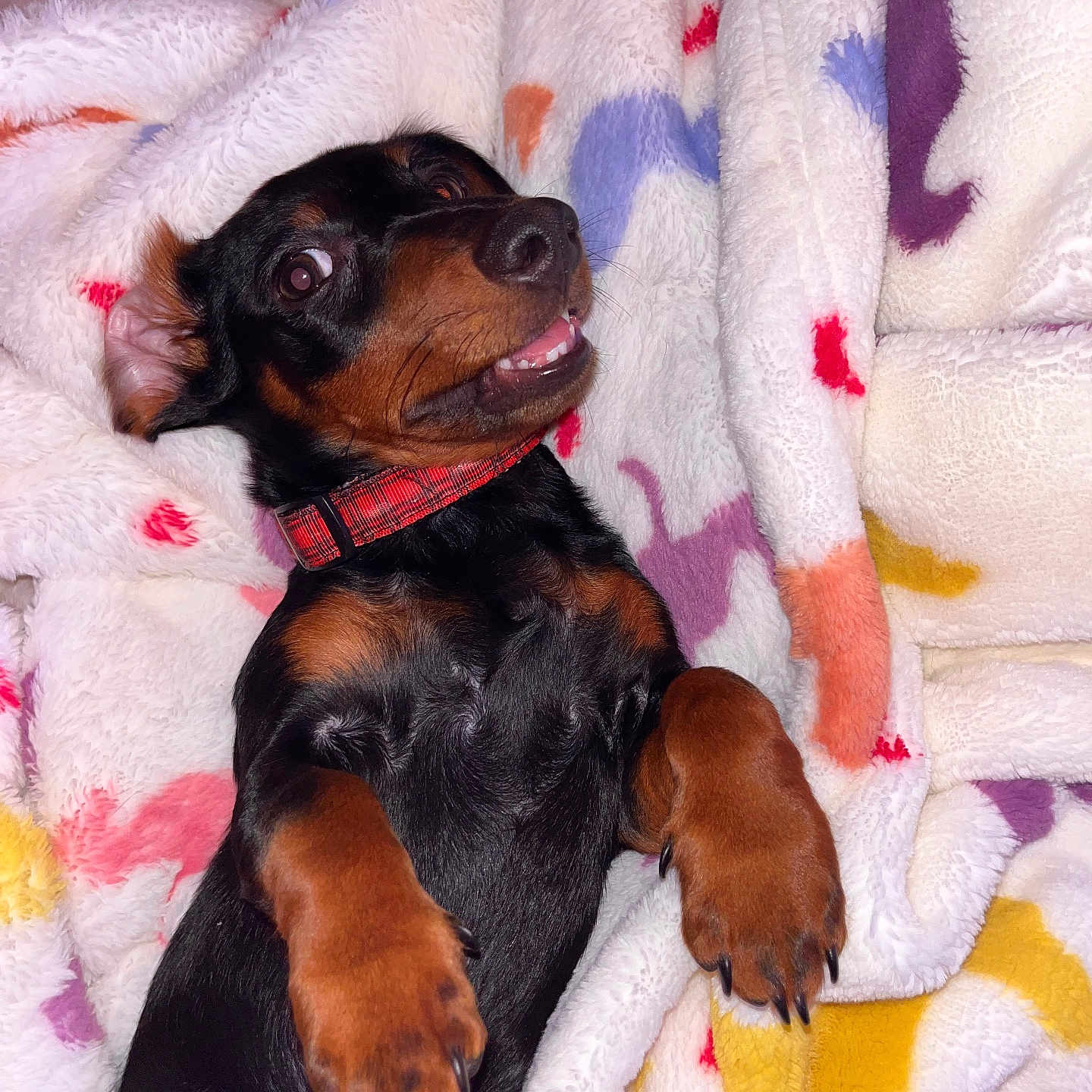 Dobby