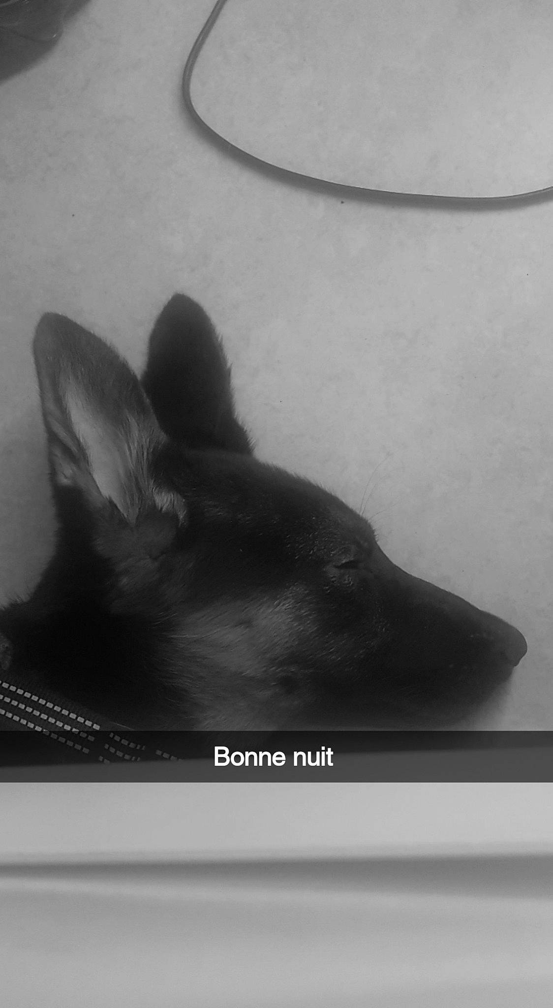 Apash participe au concours pour gagner de l'argent avec cette photo : black_and_white, canidae, carnivore, dog, dog_breed, felidae, fin, foot, grey, marine_mammal, monochrome, monochrome_photography, small_to_medium_sized_cats, snout, sporting_group, still_life_photography, tail, terrestrial_animal, tints_and_shades, whiskers