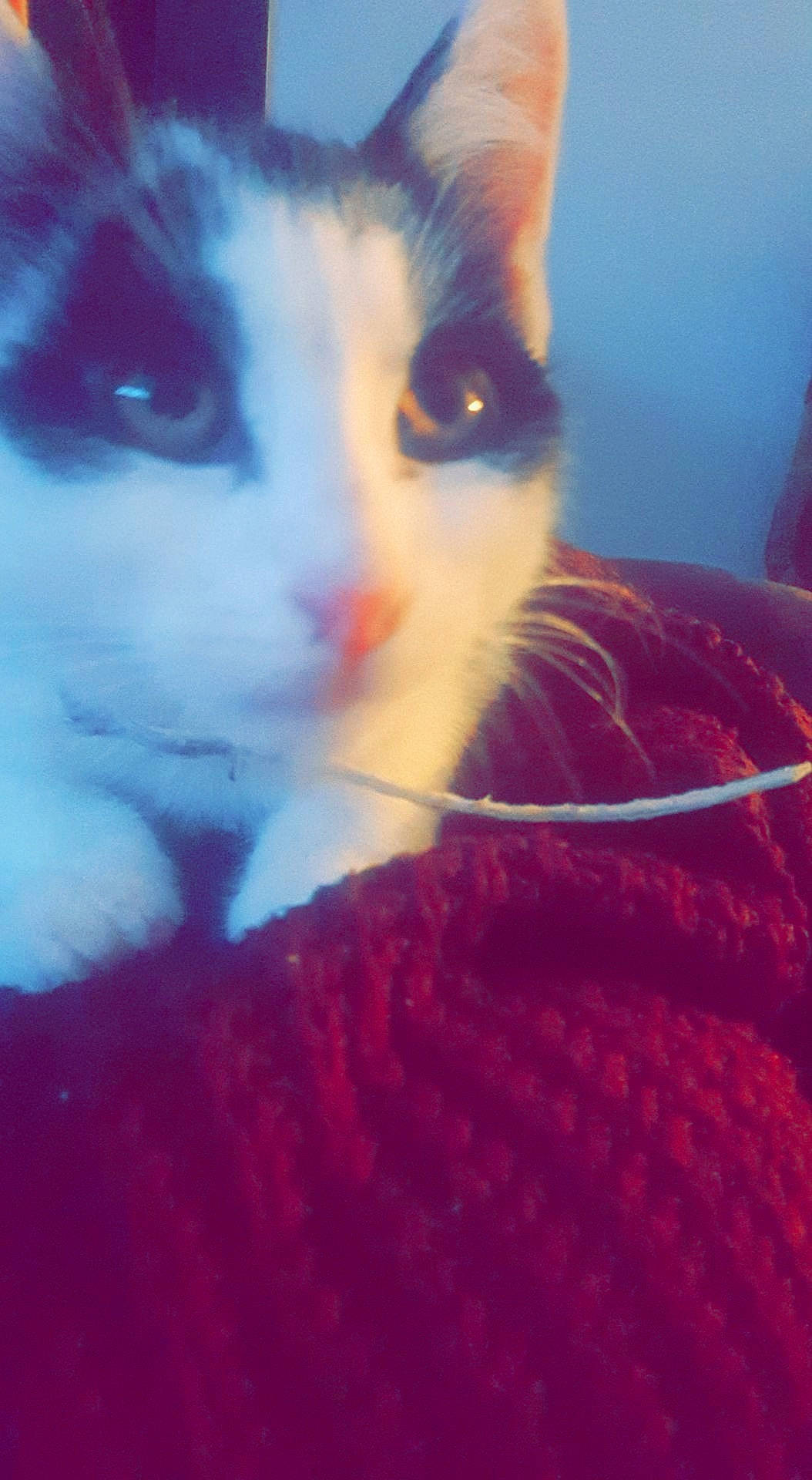 Cooki participe au concours pour gagner de l'argent avec cette photo : carnivore, cat, comfort, domestic_short_haired_cat, electric_blue, felidae, fur, iris, magenta, nose, orange, paw, sky, small_to_medium_sized_cats, snout, tail, tree, whiskers