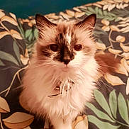 Opium participe au concours pour gagner de l'argent avec cette photo : cat, fluffy, pet, indoor, bedspread, leaf_pattern, collar, bell, curious, sitting, white_fur, dark_fur, animal, cute, feline, whiskers, ears, closeup, domestic_animal, portrait