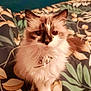 animal, bedspread, bell, cat, closeup, collar, curious, cute, dark_fur, domestic_animal, ears, feline, fluffy, indoor, leaf_pattern, pet, portrait, sitting, whiskers, white_fur