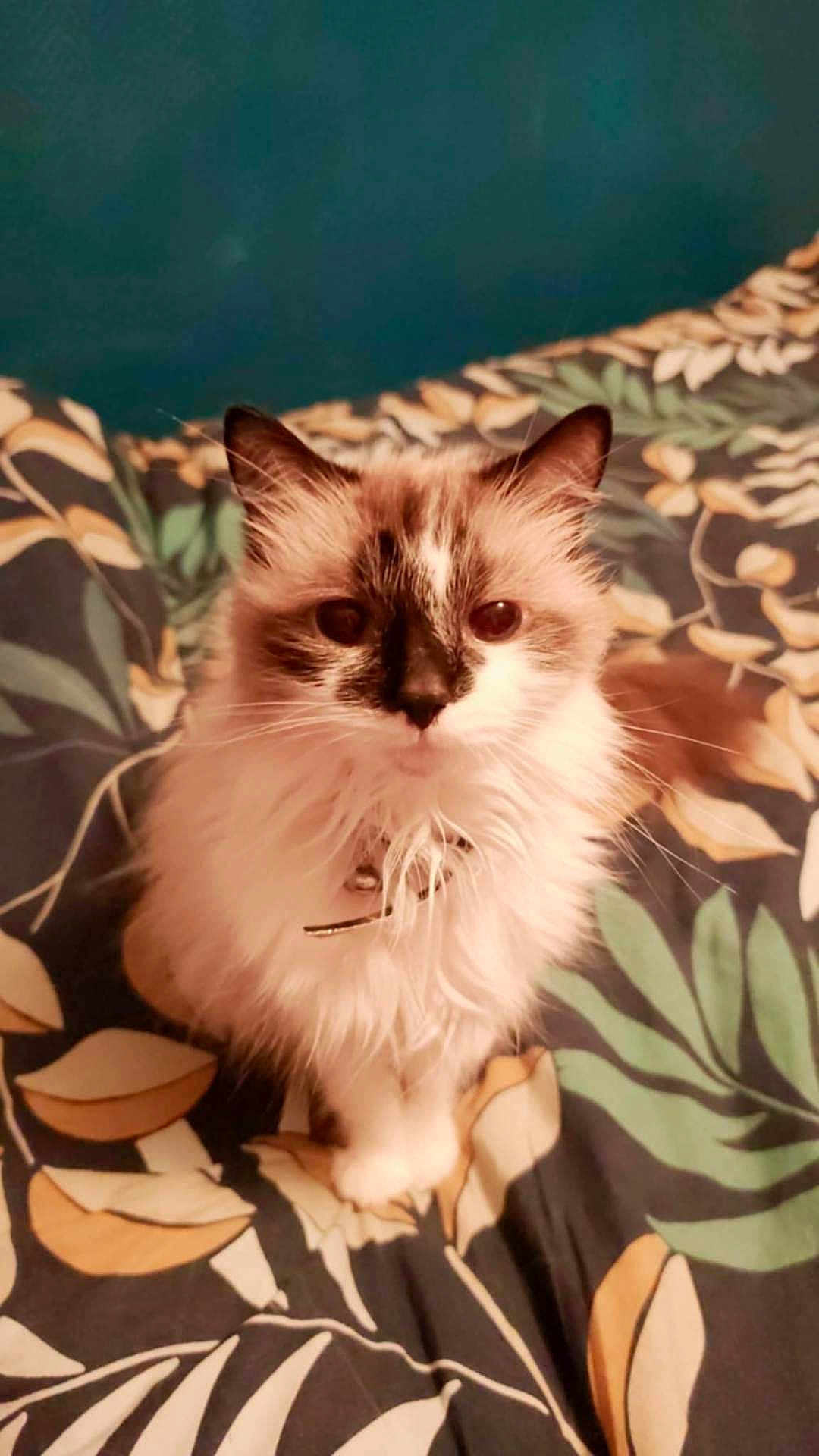 Opium participe au concours pour gagner de l'argent avec cette photo : cat, fluffy, pet, indoor, bedspread, leaf_pattern, collar, bell, curious, sitting, white_fur, dark_fur, animal, cute, feline, whiskers, ears, closeup, domestic_animal, portrait
