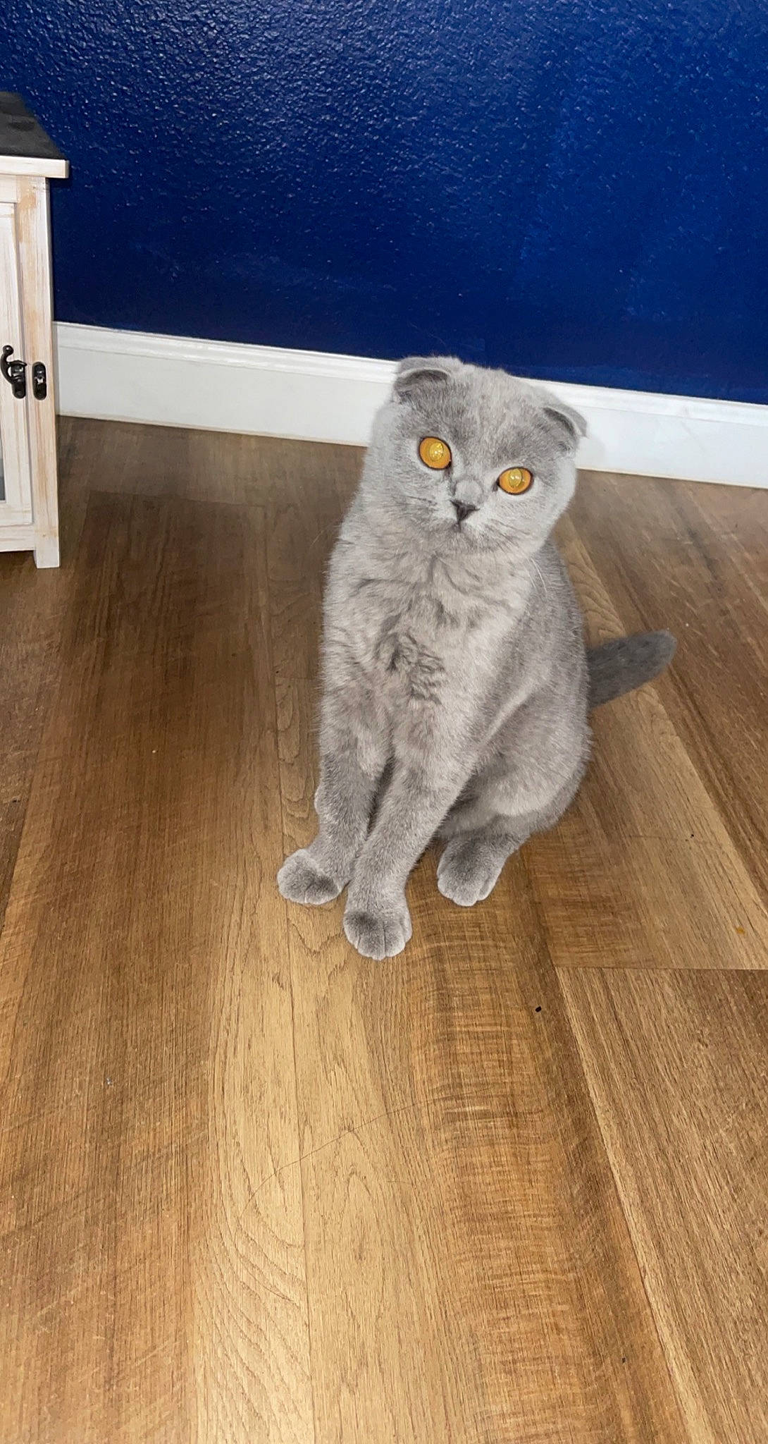 Indigo joined the competition — help win amazing prizes! carnivore, cat, comfort, domestic_short_haired_cat, fawn, felidae, floor, flooring, glasses, grey, hardwood, laminate_flooring, leg, small_to_medium_sized_cats, tail, varnish, whiskers, wood, wood_flooring, wood_stain