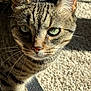 Belle joined the competition — help win amazing prizes! animal, carpet, cat, close_up, domestic, ears, feline, fur, green_eyes, indoor, looking_at_camera, nose, pet, portrait, shadow, striped, sunlight, tabby, texture, whiskers