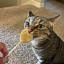 animal, carpet, cat, close_up, cozy, curious, feline, green_eyes, hand, heart_shaped_treat, home, indoor, paw, pet, sitting, sniffing, stick, striped, tabby, whiskers