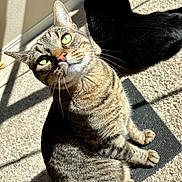 Belle joined the competition — help win amazing prizes! animal, black_cat, carpet, cat, close_up, cozy, curious, domestic_animal, feline, fur, green_eyes, indoor, looking_up, pet, relaxed, shadow, sitting, sunlight, tabby_cat, whiskers