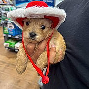 Luka is registered to the contest to win money with this photo: puppy, dog, hat, red_hat, cute, pet_store, hand, person, indoor, animal, fur, small_dog, christmas_hat, shopping, shelf, blurred_background, brown_fur, adorable, holiday, cute_animal