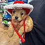 puppy, dog, hat, red_hat, cute, pet_store, hand, person, indoor, animal, fur, small_dog, christmas_hat, shopping, shelf, blurred_background, brown_fur, adorable, holiday, cute_animal
