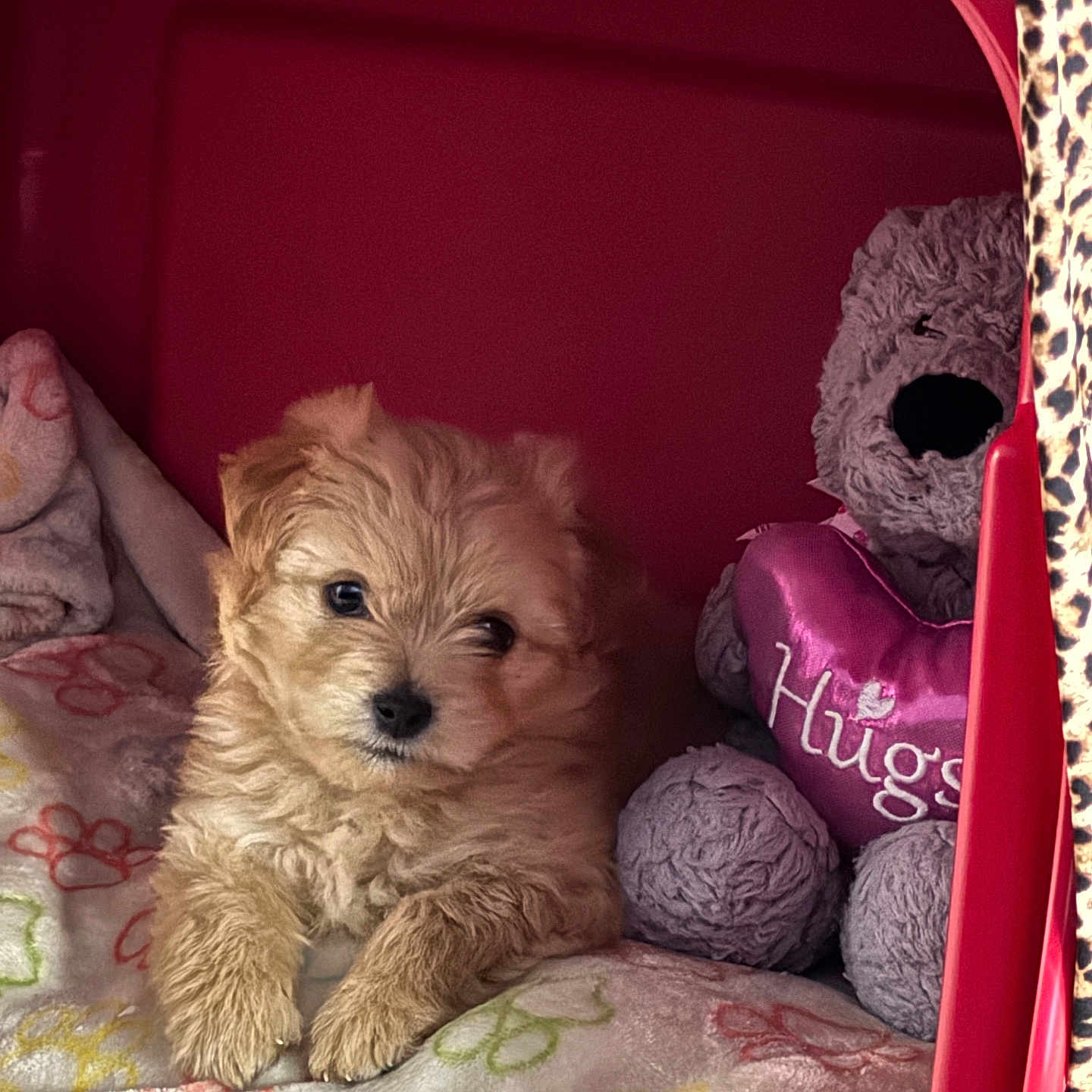 Luka is registered to the contest to win money with this photo: animal, blanket, colorful, comfort, cozy, crate, cute, dog, fluffy, heart, indoor, pet, puppy, resting, sleepy, soft, stuffed_toy, teddy_bear, toy, young