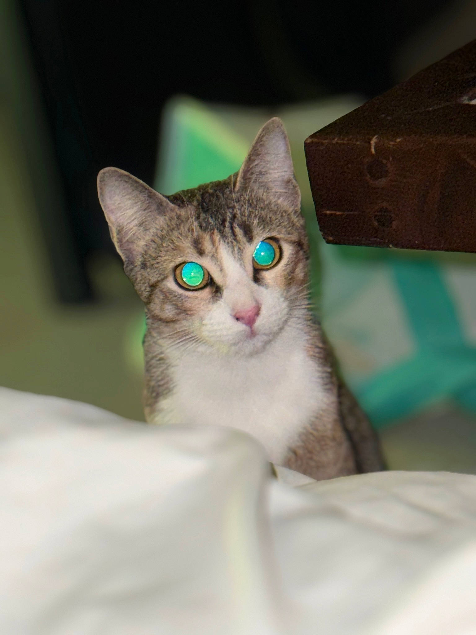 Bibiche participe au concours pour gagner de l'argent avec cette photo : carnivore, cat, collar, domestic_short_haired_cat, ear, felidae, fur, iris, linens, small_to_medium_sized_cats, snout, whiskers