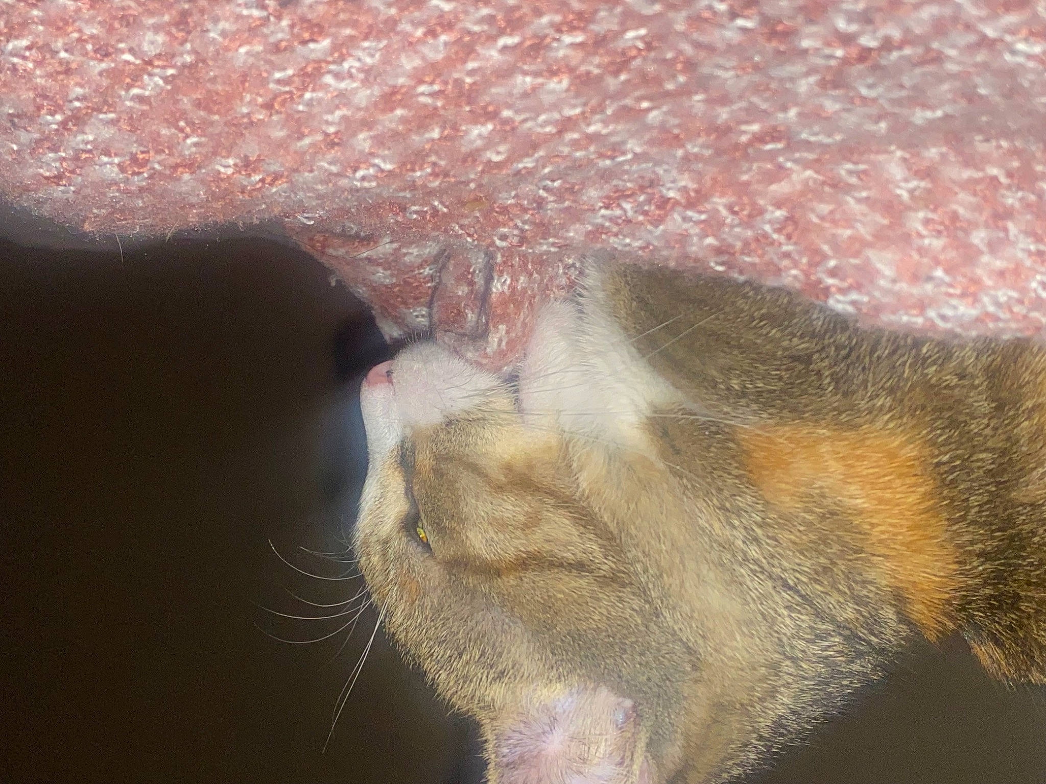 Bibiche a rejoint le concours — aidez-le/la à gagner de superbes lots ! cat, claw, close_up, domestic_short_haired_cat, fawn, felidae, foot, fur, paw, small_to_medium_sized_cats, snout, tail, toe, whiskers, wildlife, window