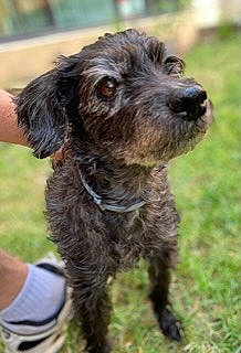 Calie participe au concours pour gagner de l'argent avec cette photo : canidae, carnivore, collar, companion_dog, dog, dog_breed, dog_collar, fur, grass, liver, snout, soil, spaniel, sporting_group, terrestrial_animal, terrier, water_dog, working_animal