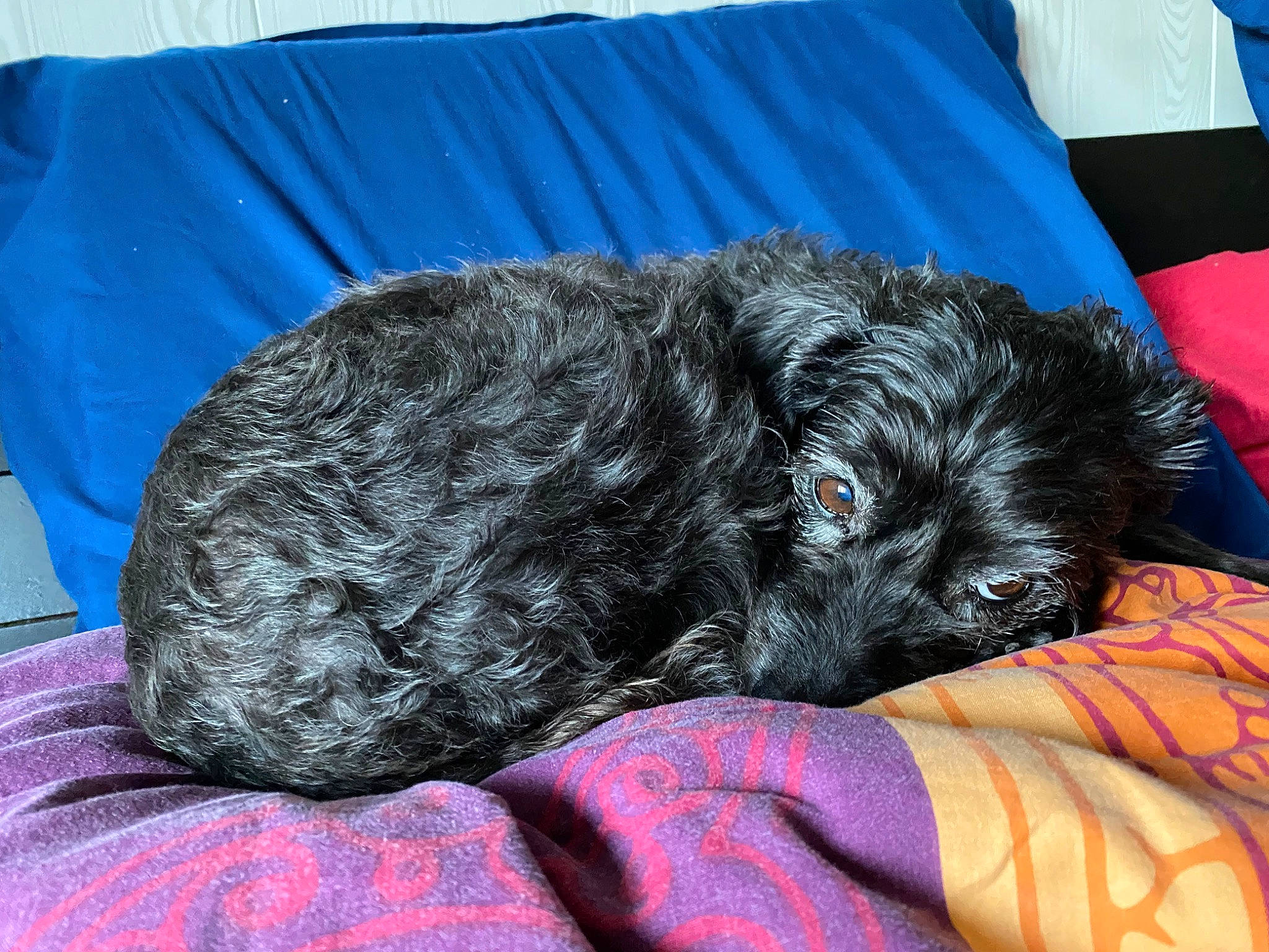 Calie a rejoint le concours — aidez-le/la à gagner de superbes lots ! canidae, carnivore, comfort, companion_dog, dog, dog_breed, dog_collar, dog_supply, fur, guard_dog, liver, nap, spaniel, sporting_group, standard_poodle, tent, terrier, toy_dog, water_dog, working_animal