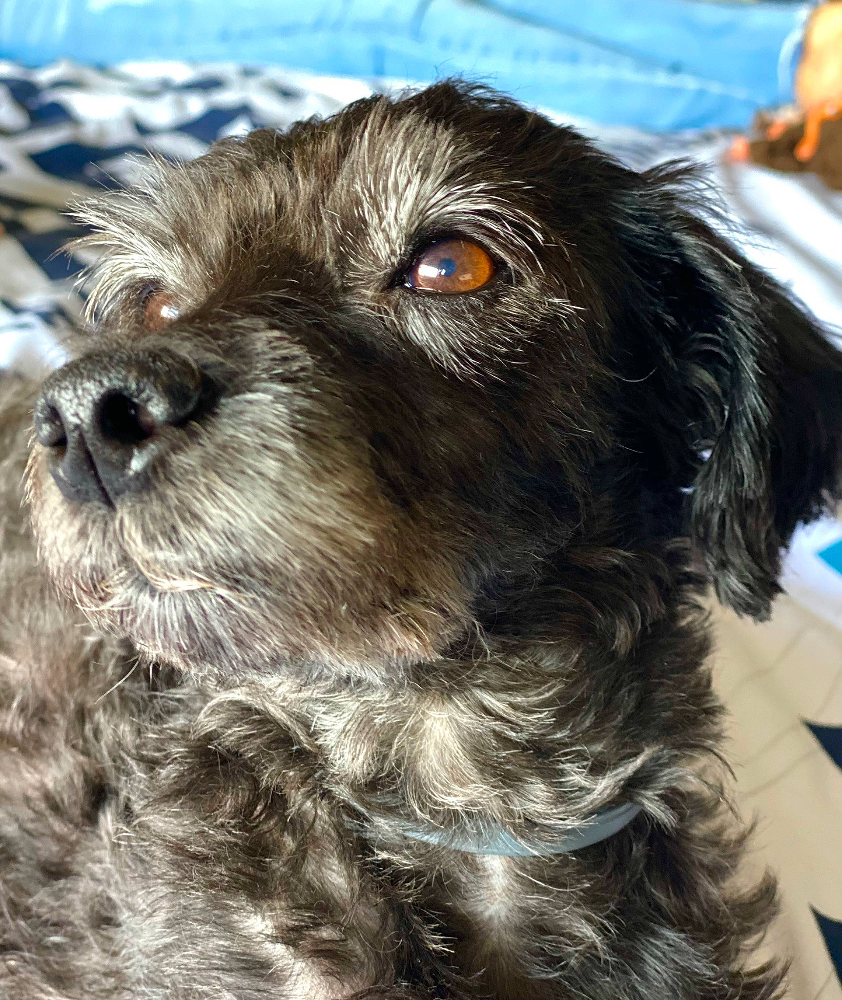 Calie a rejoint le concours — aidez-le/la à gagner de superbes lots ! canidae, carnivore, collar, companion_dog, dog, dog_breed, dog_collar, fur, liver, non_sporting_group, small_terrier, snout, spaniel, sporting_group, terrestrial_animal, terrier, toy_dog, water_dog, whiskers, working_animal