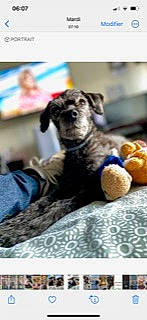 Calie a rejoint le concours — aidez-le/la à gagner de superbes lots ! art, canidae, carnivore, comfort, companion_dog, dog, dog_breed, dog_supply, fawn, felidae, fur, guard_dog, non_sporting_group, pet_supply, room, snout, sporting_group, terrestrial_animal, whiskers, working_animal