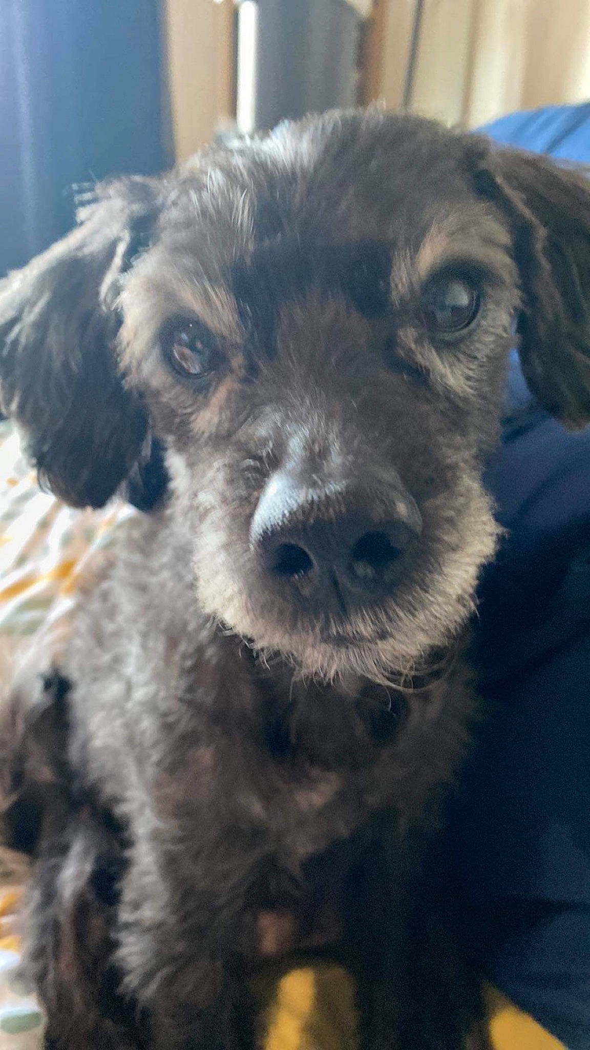 Calie participe au concours pour gagner de l'argent avec cette photo : canidae, carnivore, companion_dog, dog, dog_breed, dog_collar, eye, fur, puppy, snout, sporting_group, terrestrial_animal, terrier, whiskers, working_animal