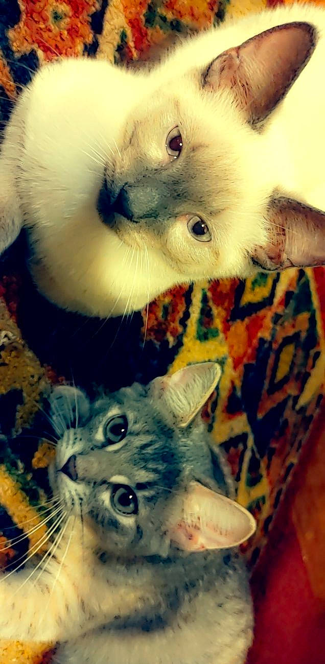 Moto is registered to the contest to win money with this photo: art, beauty, carnivore, cat, cockatoo, domestic_short_haired_cat, fawn, felidae, fur, iris, nose, paw, small_to_medium_sized_cats, snout, tail, terrestrial_animal, visual_arts, whiskers, white, wildlife