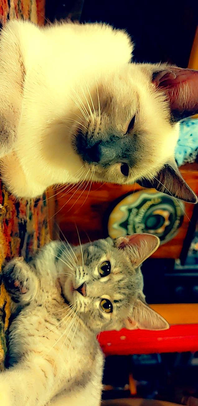 Moto joined the competition — help win amazing prizes! art, carnivore, cat, cat_bed, claw, comfort, domestic_short_haired_cat, fawn, felidae, fur, mammal, paw, photo_caption, small_to_medium_sized_cats, snout, tail, toy, vertebrate, whiskers, wildlife