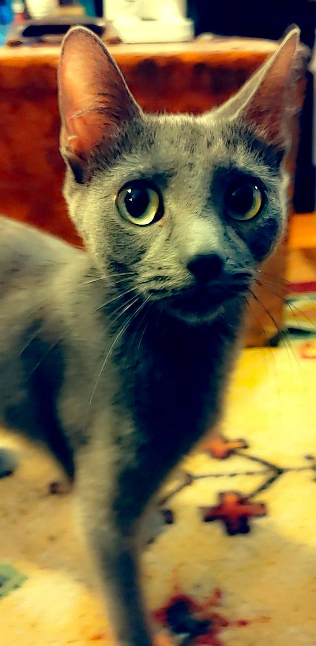 Dee joined the competition — help win amazing prizes! carnivore, cat, domestic_short_haired_cat, electric_blue, felidae, fur, small_to_medium_sized_cats, snout, terrestrial_animal, whiskers