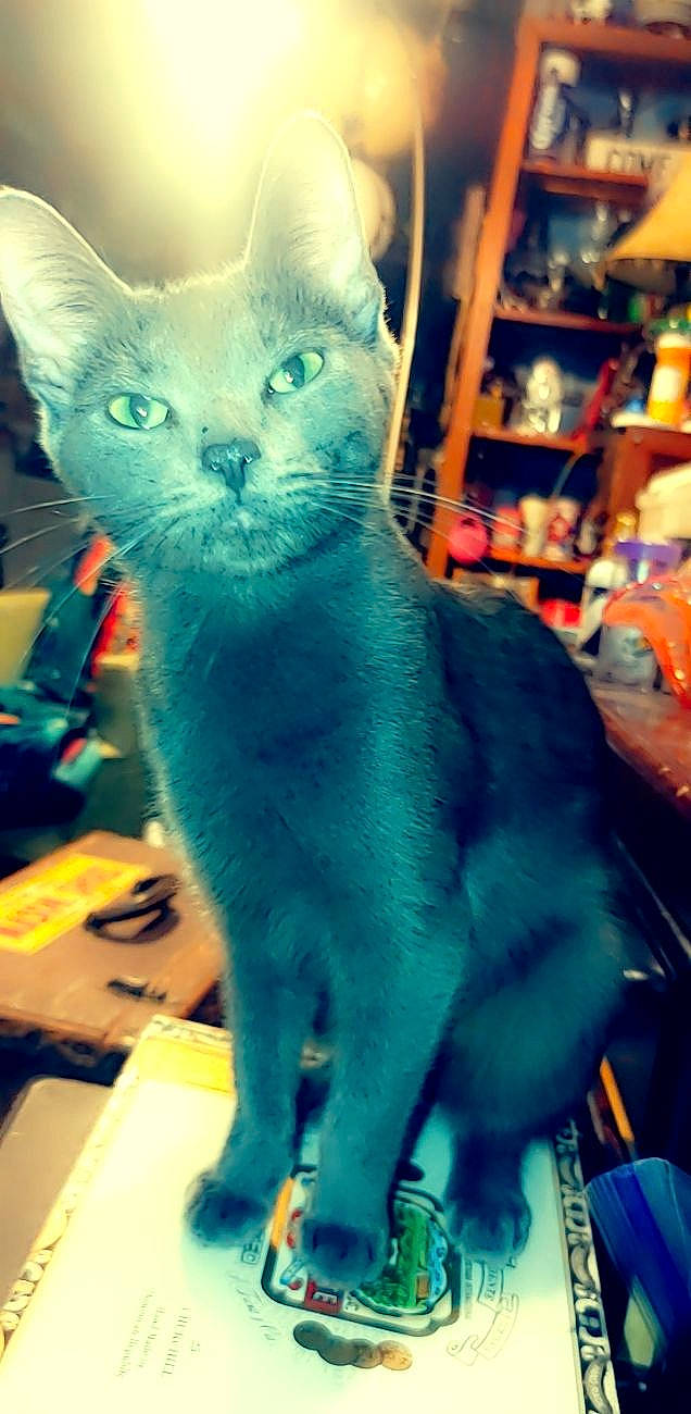 Dee joined the competition — help win amazing prizes! blue, carnivore, cat, claw, domestic_short_haired_cat, electric_blue, felidae, fur, paw, rex_cat, shelf, small_to_medium_sized_cats, snout, tail, terrestrial_animal, whiskers