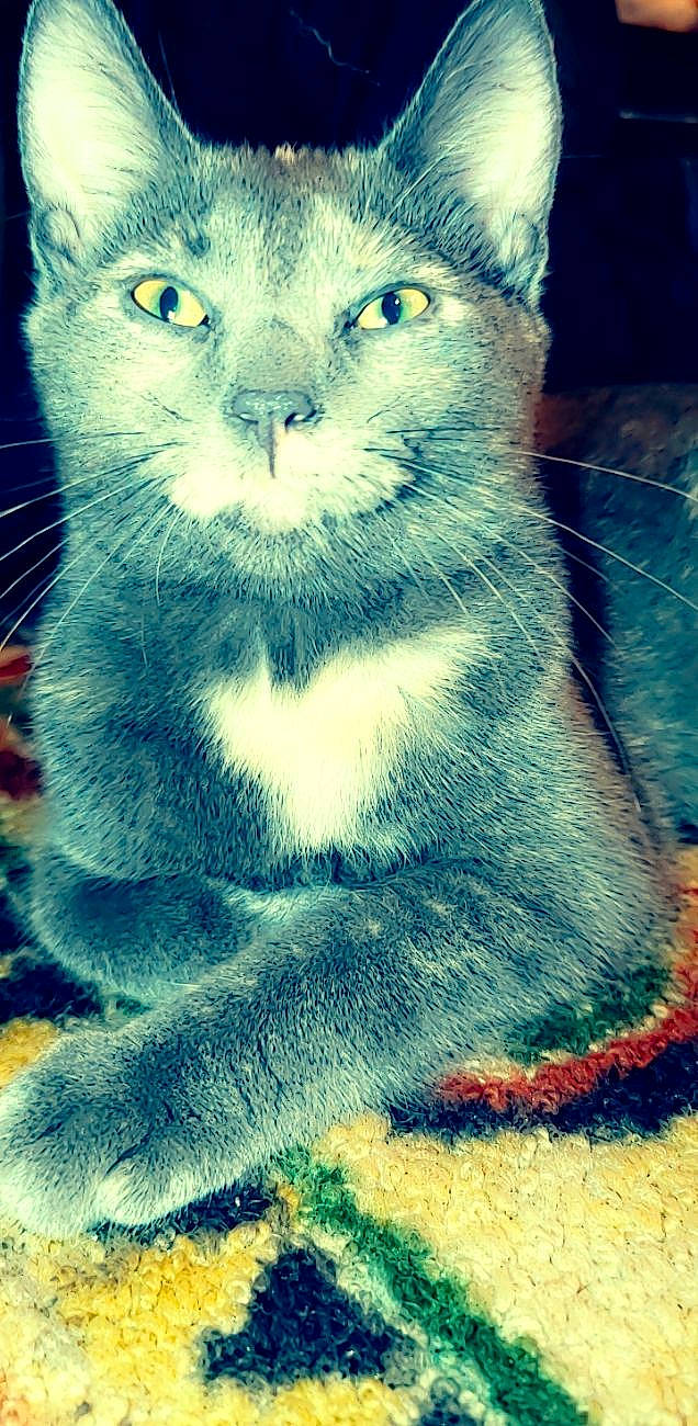 Sissy is registered to the contest to win money with this photo: art, carnivore, cat, claw, close_up, domestic_short_haired_cat, electric_blue, felidae, fur, grey, organism, paw, russian_blue, small_to_medium_sized_cats, snout, tail, terrestrial_animal, whiskers, wildlife, window