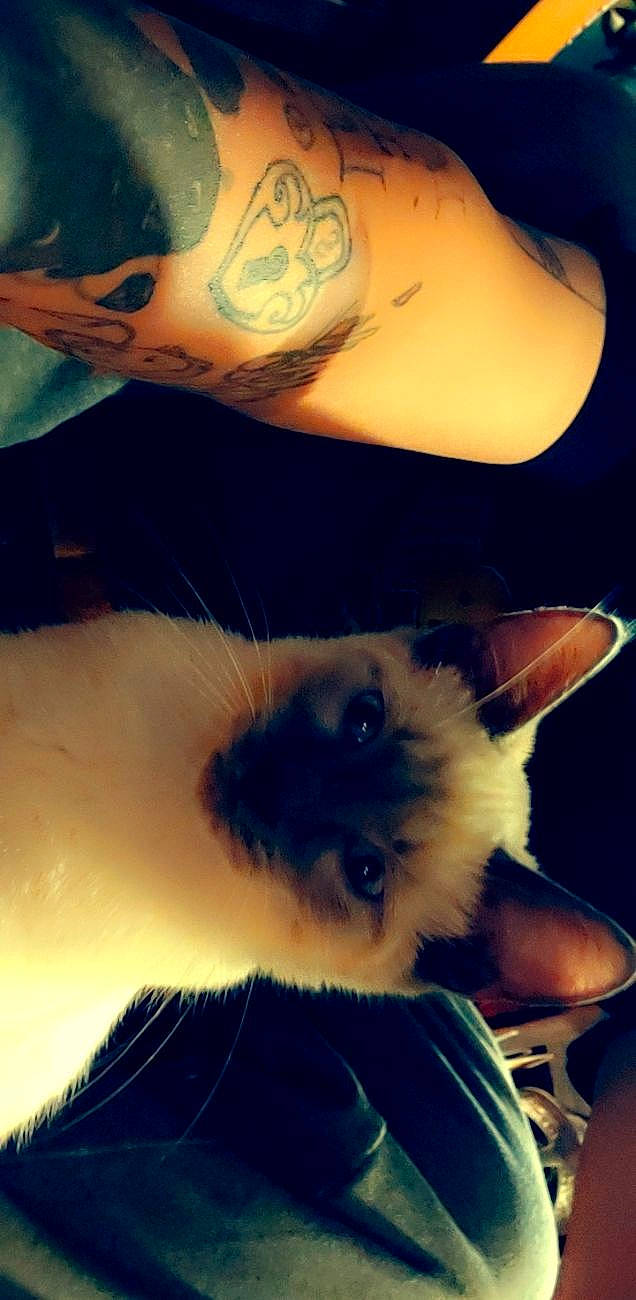 Mr. Grumps joined the competition — help win amazing prizes! beauty, birman, carnivore, cat, companion_dog, fawn, felidae, fur, happy, night, paw, siamese, sky, small_to_medium_sized_cats, snout, square, tail, thai, tints_and_shades, whiskers