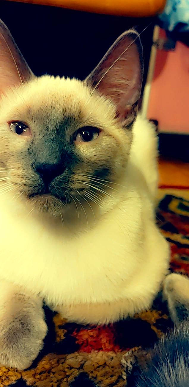 Mr. Grumps is registered to the contest to win money with this photo: balinese, birman, carnivore, cat, close_up, ear, fawn, felidae, fur, head, pet_supply, ragdoll, siamese, small_to_medium_sized_cats, snout, terrestrial_animal, thai, tonkinese, whiskers, wildlife