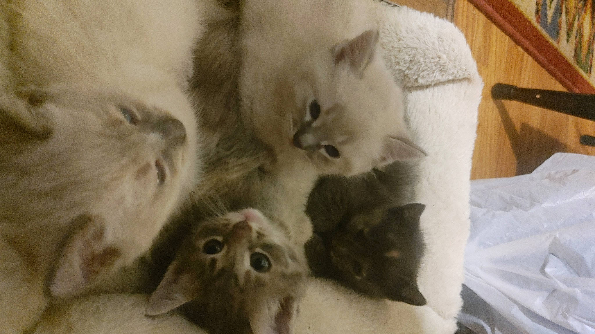 Momma Dee And Her Babies