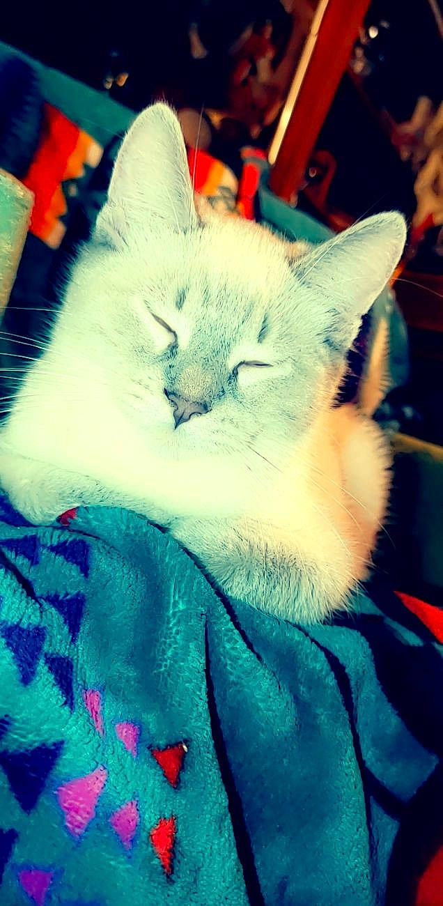 June joined the competition — help win amazing prizes! art, azure, carnivore, cat, claw, cloud, comfort, domestic_short_haired_cat, electric_blue, felidae, fur, nap, paw, sky, sleep, small_to_medium_sized_cats, snout, square, tail, whiskers