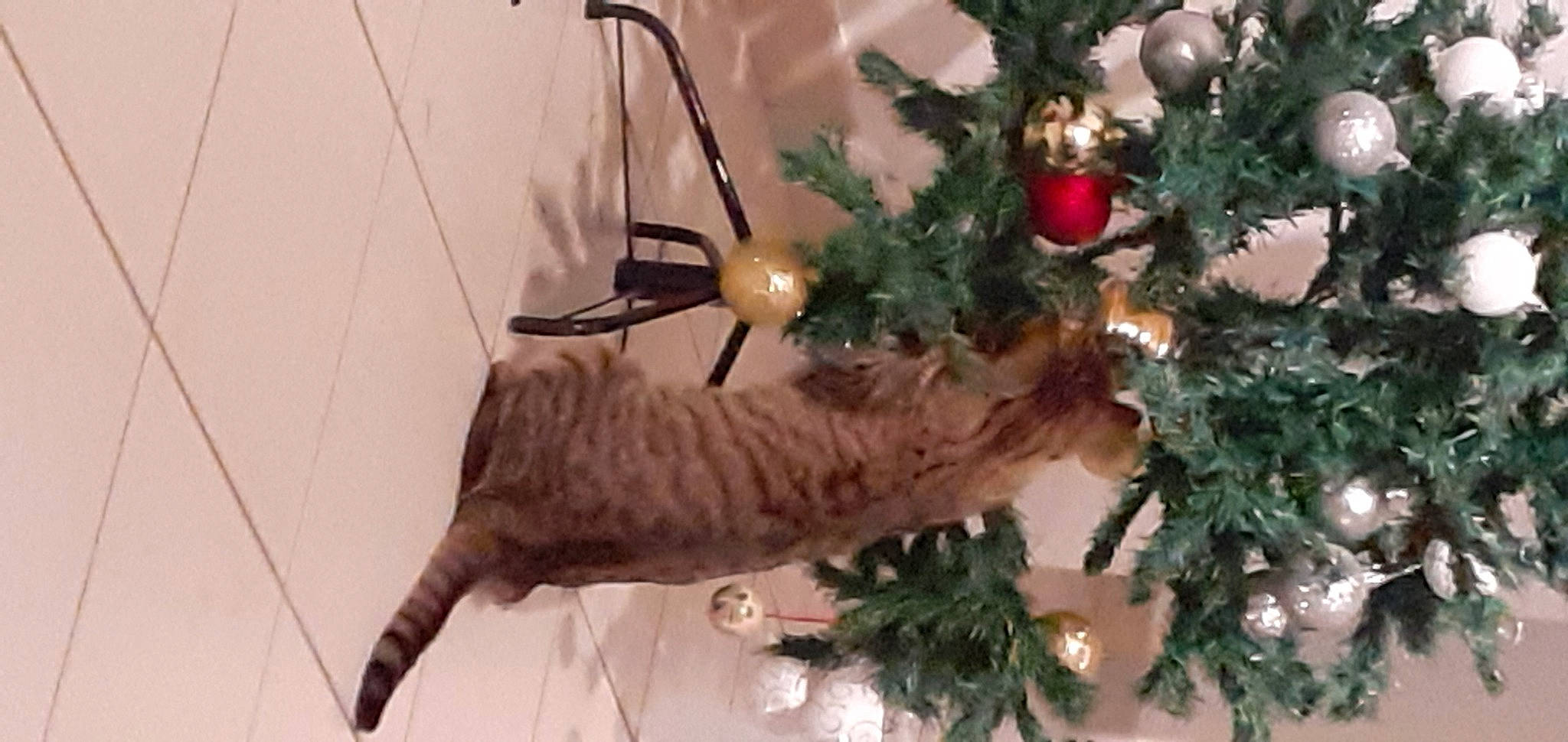 Lagertha a rejoint le concours — aidez-le/la à gagner de superbes lots ! branch, carnivore, cat, christmas, christmas_decoration, christmas_eve, christmas_ornament, christmas_tree, decoration, event, evergreen, felidae, holiday, holiday_ornament, ornament, small_to_medium_sized_cats, tail, twig, whiskers, wood