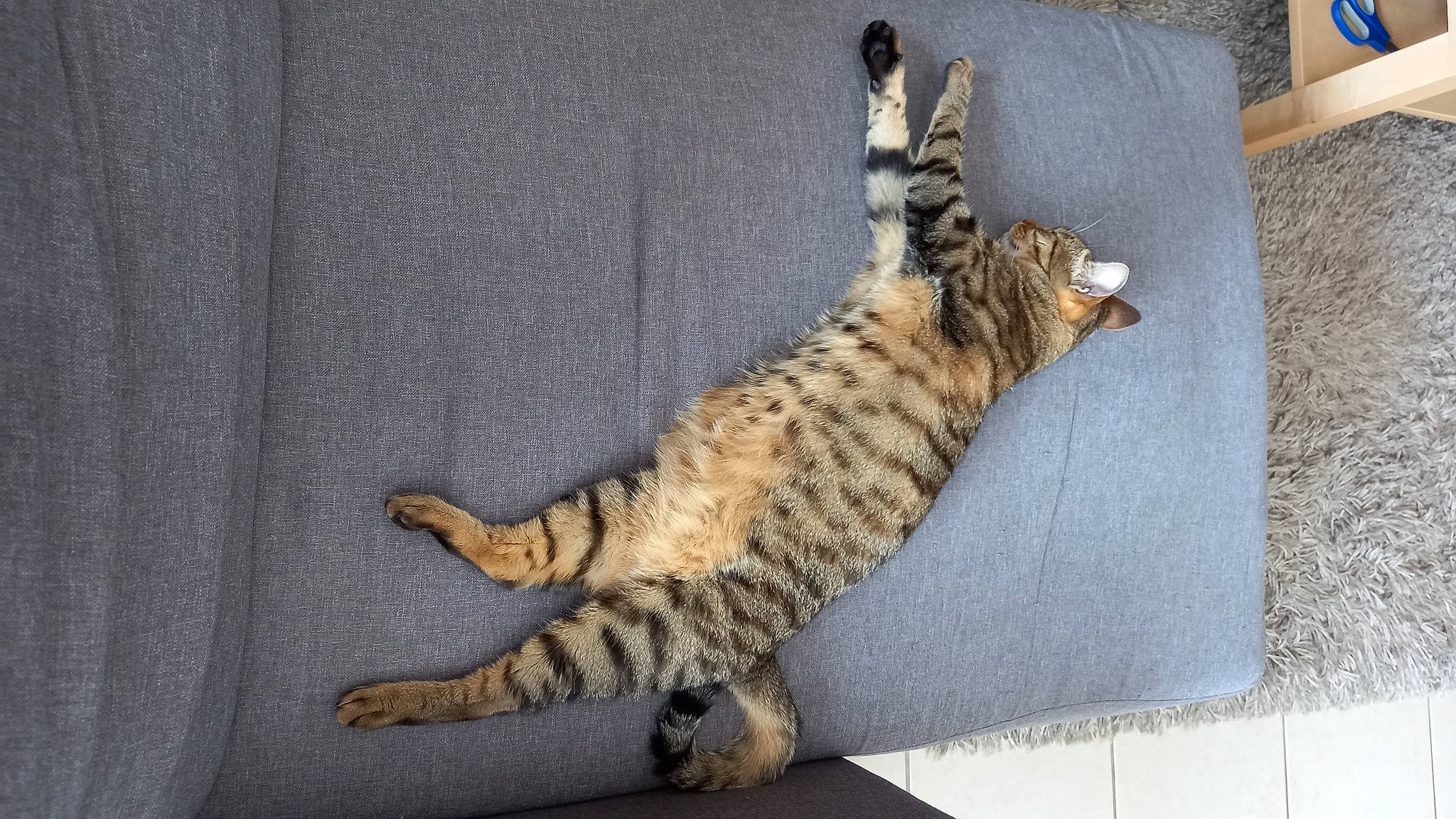 Lagertha participe au concours pour gagner de l'argent avec cette photo : carnivore, cat, claw, domestic_short_haired_cat, felidae, flooring, foot, fur, paw, sitting, small_to_medium_sized_cats, snout, tail, terrestrial_animal, whiskers, wood