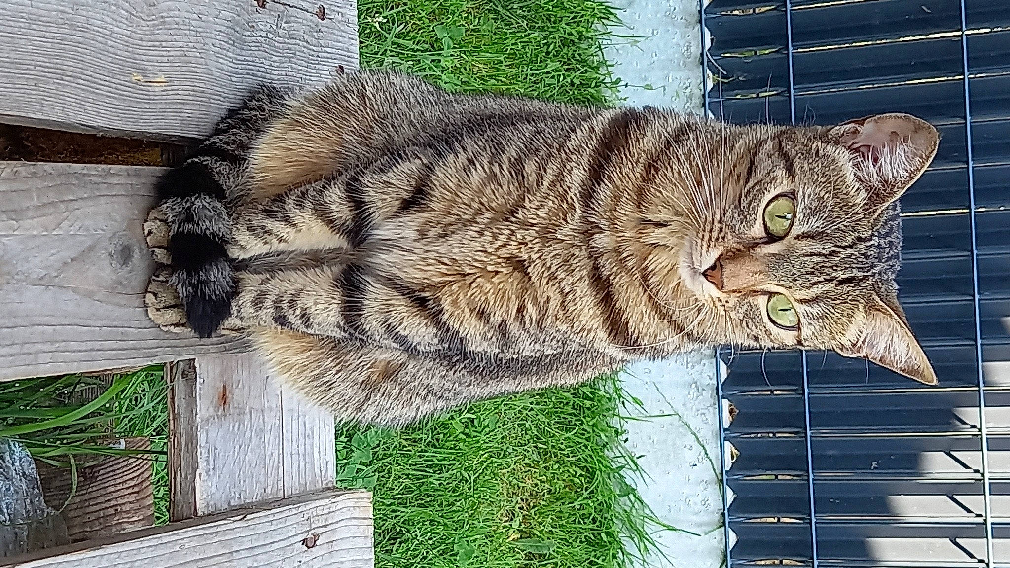 Lagertha a rejoint le concours — aidez-le/la à gagner de superbes lots ! art, carnivore, cat, domestic_short_haired_cat, eye, felidae, fur, grass, lynx, pattern, plant, small_to_medium_sized_cats, snout, tail, terrestrial_animal, tree, whiskers, wildlife, window, wood