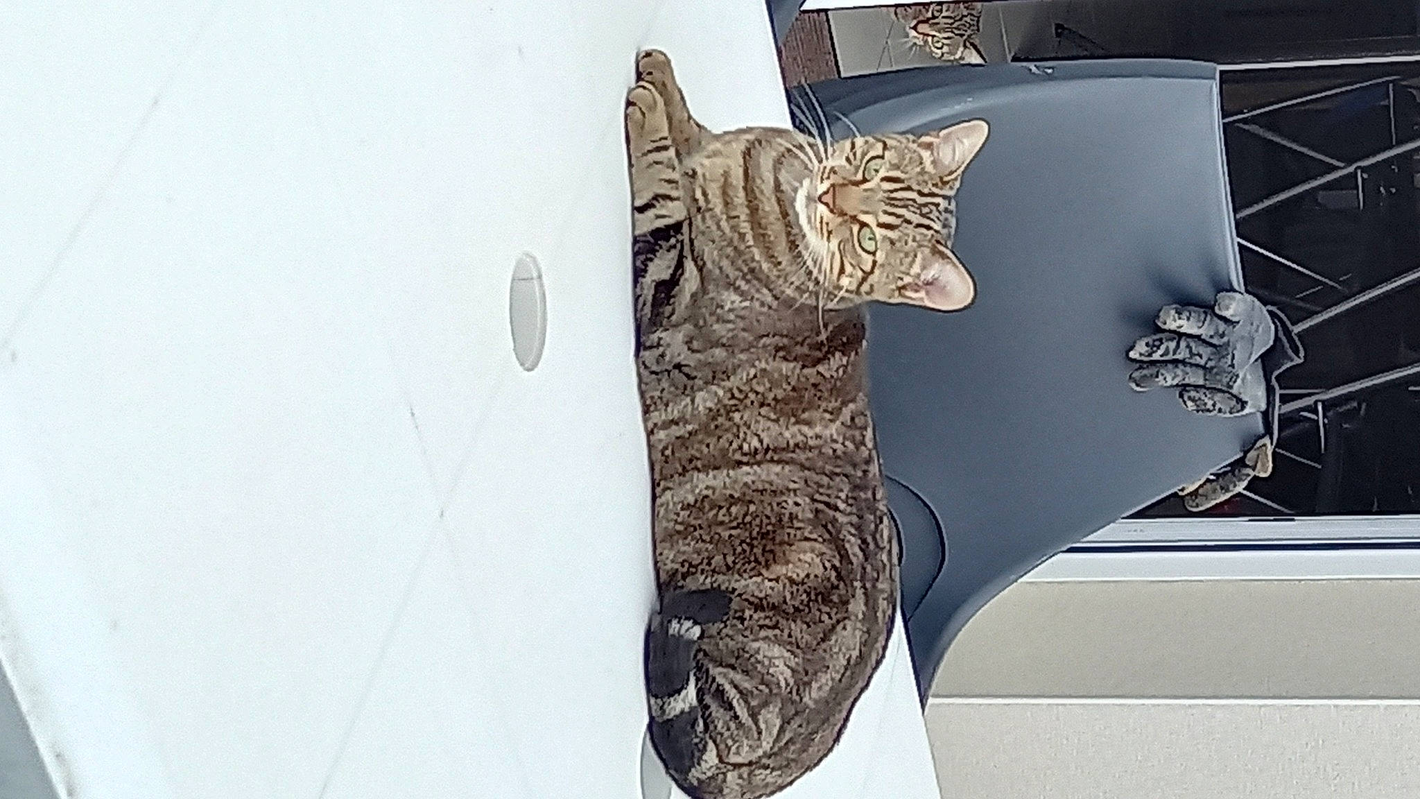 Jacklyn a rejoint le concours — aidez-le/la à gagner de superbes lots ! black_cat, carnivore, cat, comfort, couch, domestic_short_haired_cat, felidae, fur, grey, metal, paw, room, sitting, small_to_medium_sized_cats, snout, tail, whiskers, window, wood