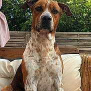 Philou participe au concours pour gagner de l'argent avec cette photo : dog, outdoor, sofa, cushion, wooden_fence, greenery, pet, sitting, brown_and_white, fur, ears, face, animal, canine, nature, relaxed, portrait, daylight, backyard, furniture