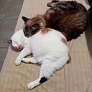 Heaven participe au concours pour gagner de l'argent avec cette photo : animal, bed, blanket, calm, cat, cats, companion, cozy, cute, domestic, feline, friendship, fur, indoor, pet, relaxed, resting, sleeping, snuggling, two