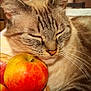 Heaven a rejoint le concours — aidez-le/la à gagner de superbes lots ! animal, apple, basket, blurred_background, brown, calm, cat, closeup, cozy, cute, domestic_animal, feline, fruit, indoor, orange, resting, sleeping, table, two_cats, wood